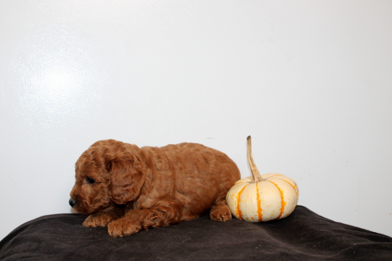 puppy, for, sale, Mini Golden Doodle F2, Matthew B. Stoltzfus, dog, breeder, Gap, PA, dog-breeder, puppy-for-sale, forsale, nearby, find, puppyfind, locator, puppylocator, aca